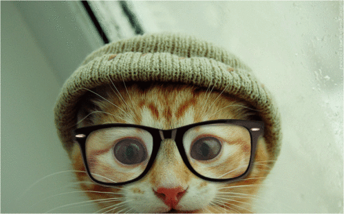 Cute cats with glasses 2
