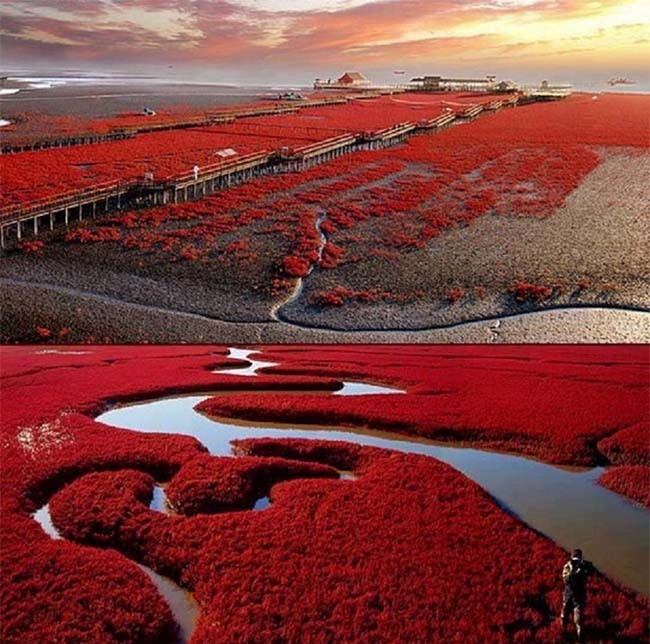 Panjin Red Beach, China 