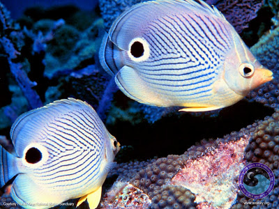 Beautiful Fishes From The Ocean  (1)