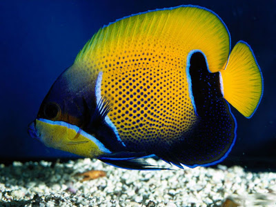 Beautiful Fishes From The Ocean  (10)