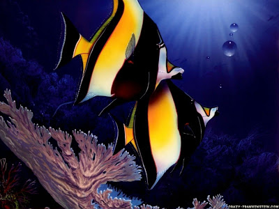 Beautiful Fishes From The Ocean  (11)