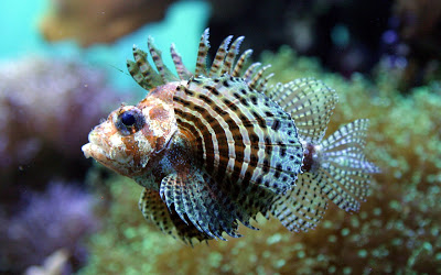 Beautiful Fishes From The Ocean  (17)