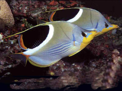Beautiful Fishes From The Ocean  (7)