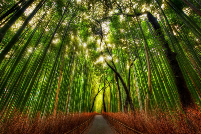 The Bamboo Forest and some great Twitter Lists to follow