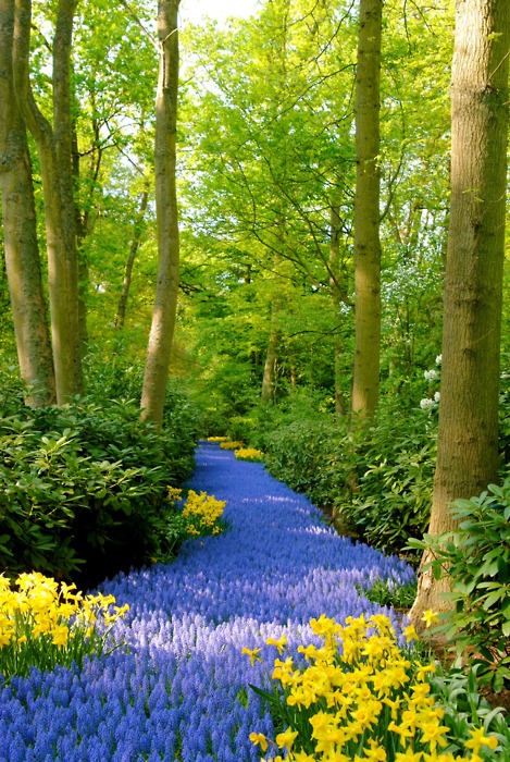 Blue Path - Keukenhof Gardens, Netherlands