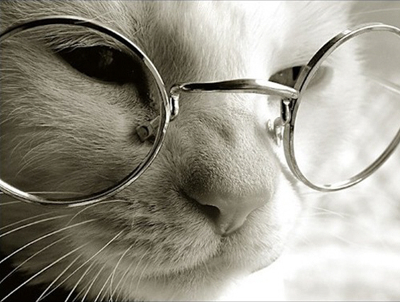 Cute cats with glasses (1)