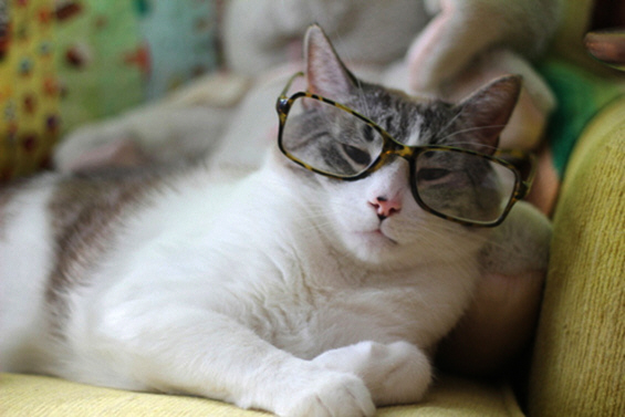 Cute cats with glasses (10)