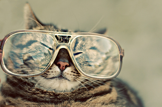 Cute cats with glasses (11)