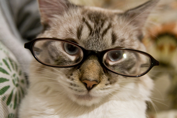Cute cats with glasses (12)