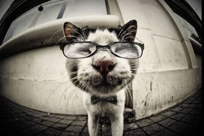 Cute cats with glasses (14)