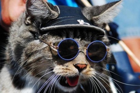 Cute cats with glasses (15)