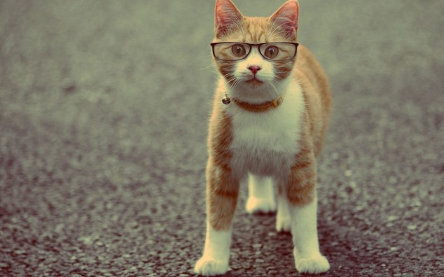 Cute cats with glasses (17)