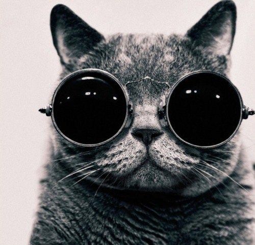 Cute cats with glasses (18)
