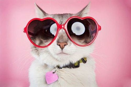 Cute cats with glasses (19)