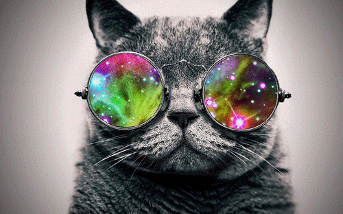 Cute cats with glasses (3)