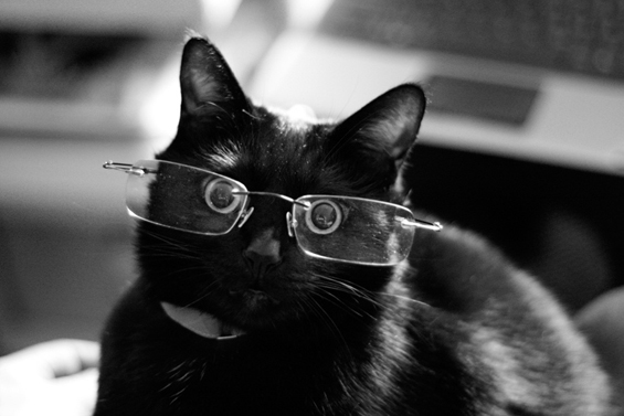 Cute cats with glasses (4)