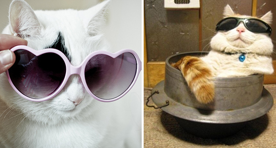 Cute cats with glasses (5)