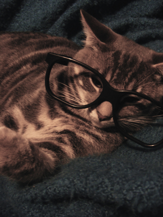 Cute cats with glasses (6)