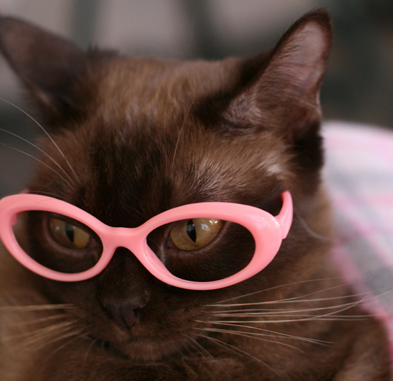 Cute cats with glasses (8)