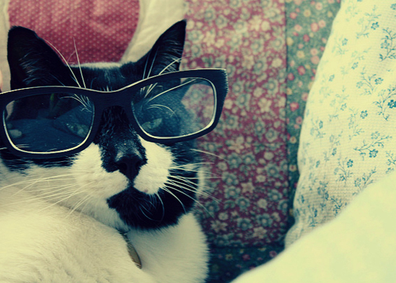 Cute cats with glasses (9)