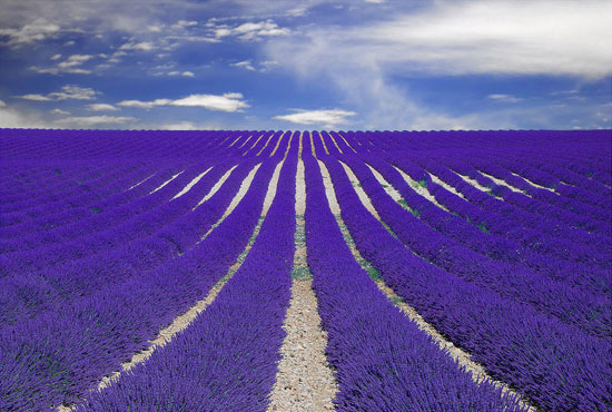 Fields of Lavender in Provence, France