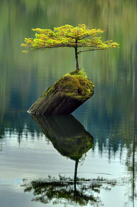 Lake Tree, British Columbia