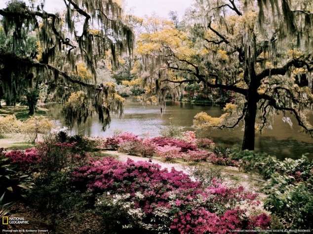 Middleton Gardens - South Carolina, USA