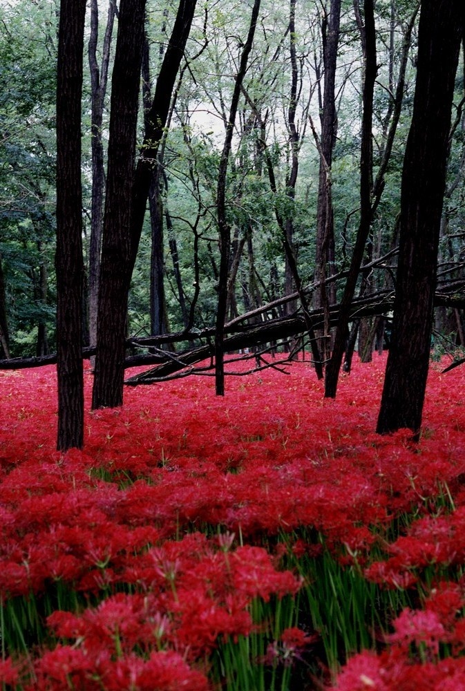 Red carpet - Cluster Amaryllis, Hidaka, Saitama, Japan