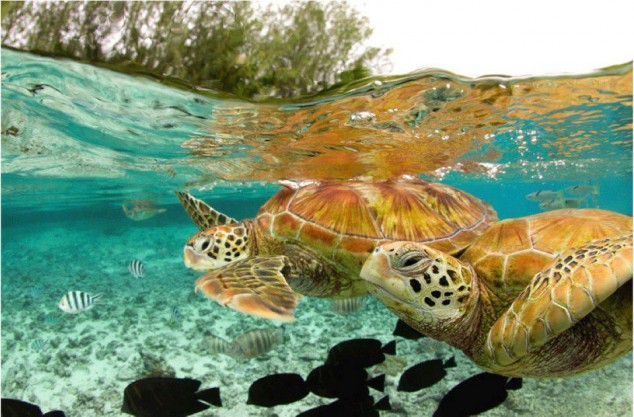 Sea turtles in Bora Bora Island