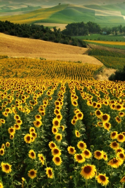 Sunflower Fields - Andalusia, Spain