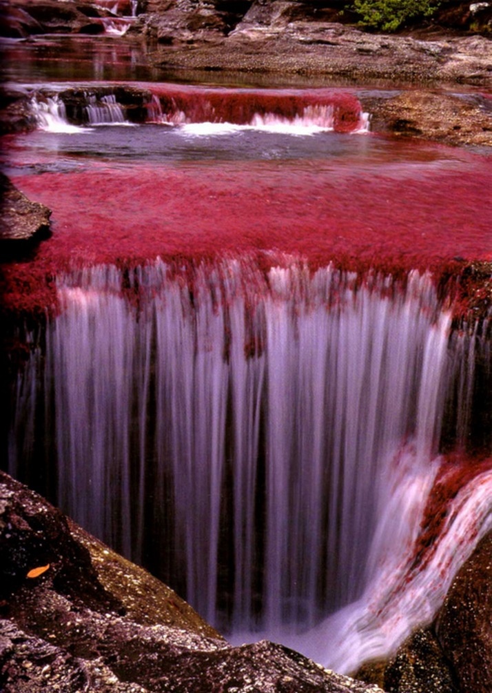 The River of Five Colors in Colombia