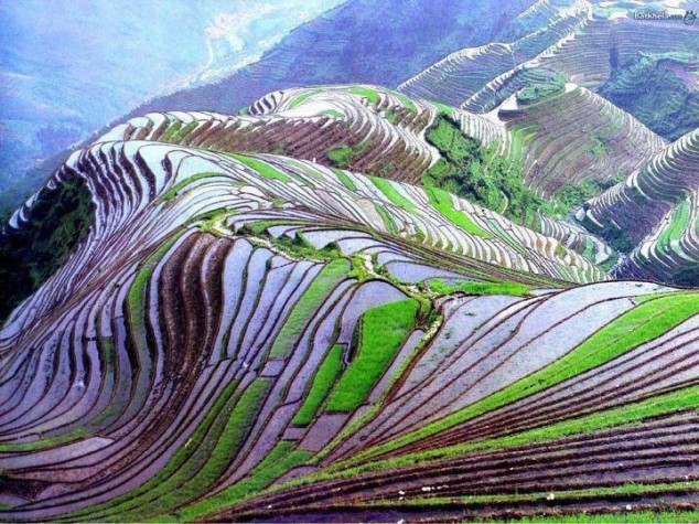  china rice fields