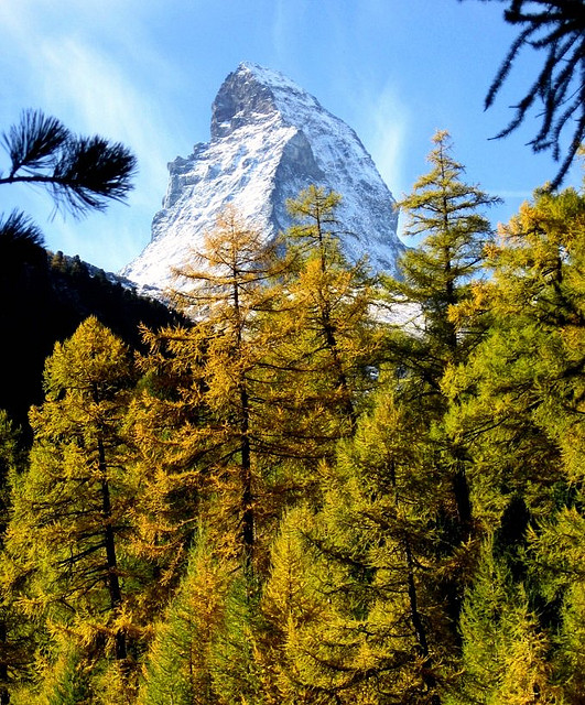 Matterhorn and Yellow Pines, Switzerland