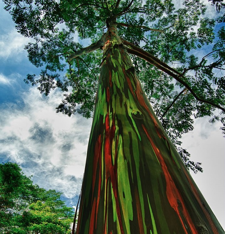 rainbow-eucalyptus-15
