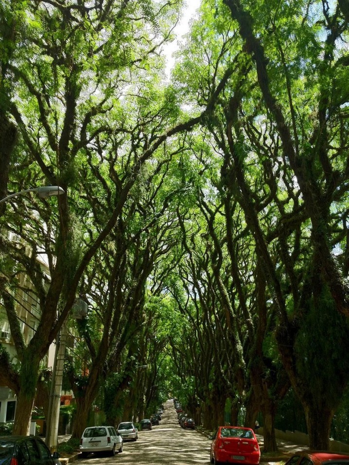 amazing-tree-tunnels-4-1