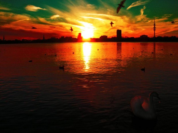5099-City+birds+water+sunset+landsc
