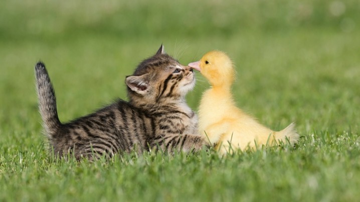 Baby-ducks-and-kittens_8