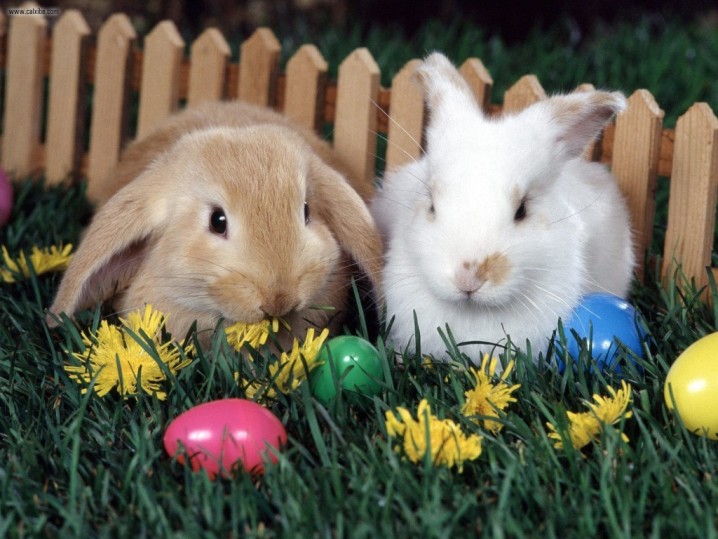 Easter-Rabbit--1024x768