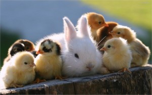 baby-chicks-and-rabbit-are-so--4602