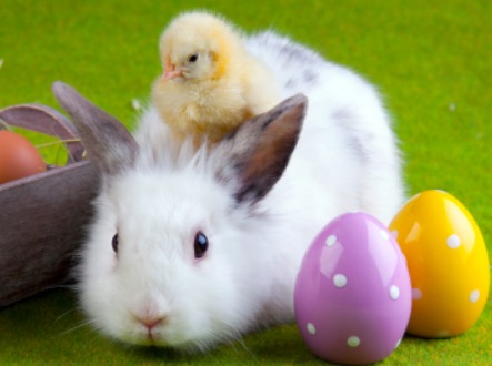 easter-bunny-chick