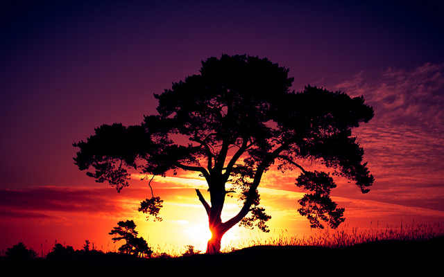 landscape-photography-sun-sunset-tree-Favim.com-310265-p0rbbw