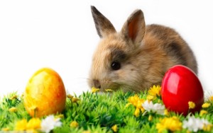 rabbit-easter-eggs_tn2