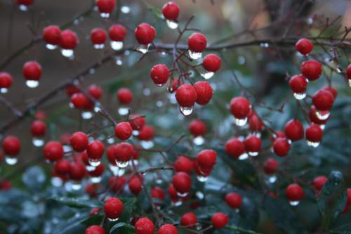 -rain-on-berries-small