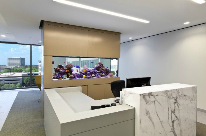 cream-layer-fish-aquarium-design_separating-fish-in-the-small-office_grey-simple-carpet_white-stained-wall