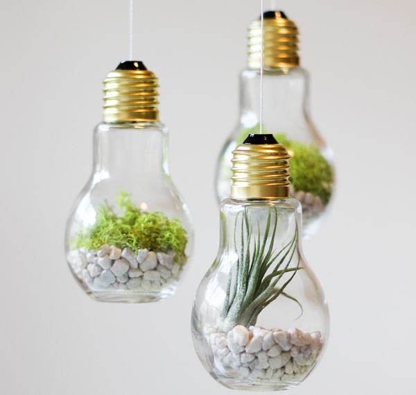 light-bulb-terrariums