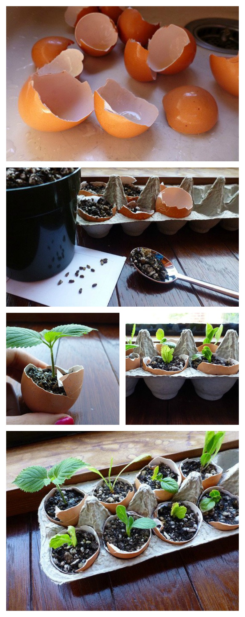 DIY Egg Shell Herb garden