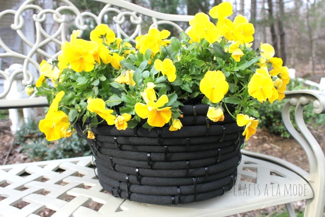 Yellow pansies in black coiled hose pot