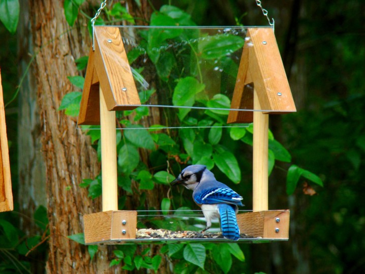 cool-and-modern-outdoor-bird-feeders-with-wooden-frame-and-crystal-food-tray-ideas