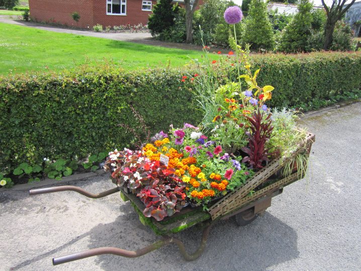 Wheelbarrow_of_flowers,_Rainford