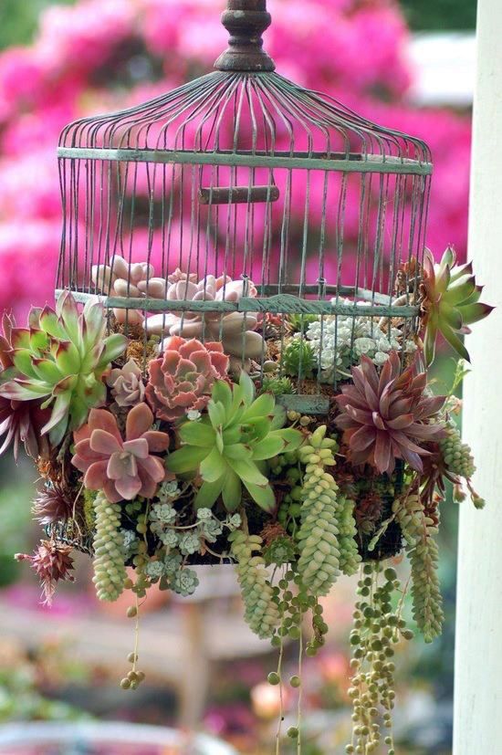 birdcage succulent